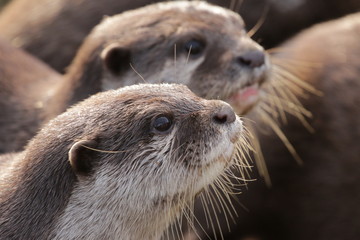 Oriental small-clawed otters on a horizontal close up picture. A cute predatory mammal occurring in Asia.
