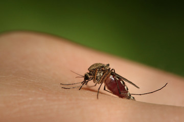 Female of a mosquito sucking blood from a human skin. A common European stinking insect species on a close up picture with belly filled by human blood. 