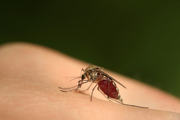 Female of a mosquito sucking blood from a human skin. A common European stinking insect species on a close up picture with belly filled by human blood. 