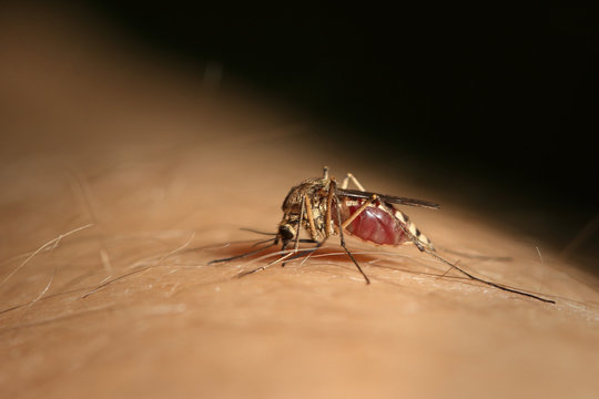 Female of a mosquito sucking blood from a human skin. A common European stinking insect species on a close up picture with belly filled by human blood. 