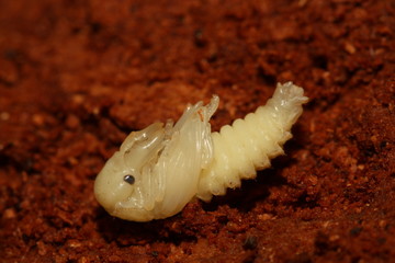 Pupa of a rare European stag beetle male inhabiting rotten wood. Close up picture of an endangered...