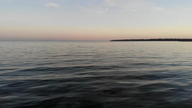 Aerial view flying across the sea in Nyk&radic;&prod;bing Bugt with swimming and flying seabirds in a beautiful sunset