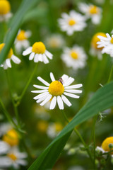 Closeup of daisy with insect on it