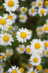 Fototapeta premium Closeup of a daisy