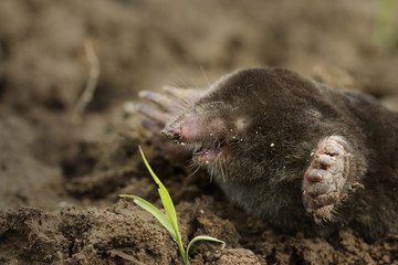 European mole on a close up picture. A common garden pest in its natural habitat on the horizontal...