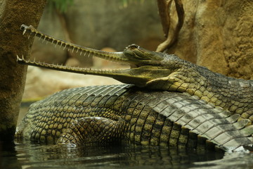 Portrait of a gharial. A close up picture of the rare and critically endangered species of Asian...