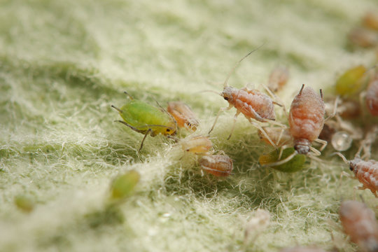 Apple aphids feeding on the apple leaf. An extreme close up horizontal picture focused on one of the most common pests in European apple tree orchards.