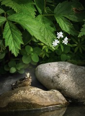 Frosch mit Krone sitzt auf einem Stein am Teichrand