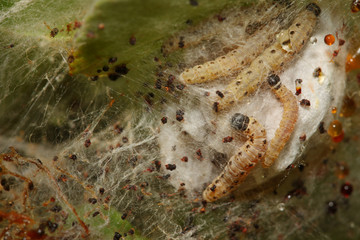 Caterpillars of the apple ermine, a tiny moth feeding on apple trees. A common european pest in tree orchards.