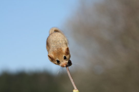 Hazel doormouse sitting on a twig