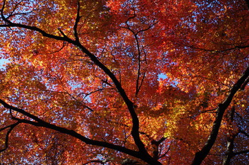 日本の紅葉