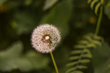 blooming dandelion flower  