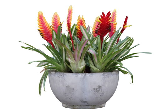 Cluster of red vriesea bromeliad with flowers in concrete container isolated on white background