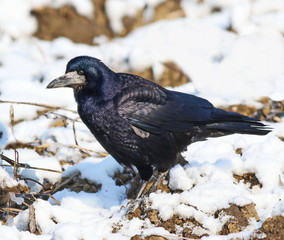 Rook on snow, Corvus frugilegus