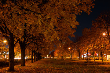 Autumn maple alley in the night city photographed by the light of street lights and lanterns