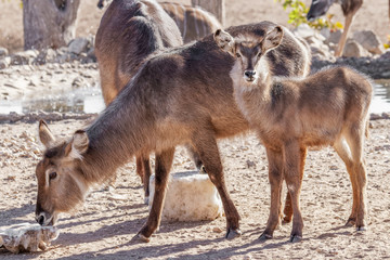 A baby waterbuck with his mother ( Kobus Ellipsiprymnus) looking, Ongava Private Game Reserve ( neighbour of Etosha), Namibia.