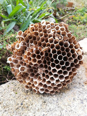 verlassenes hornissennest