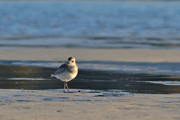 Grey Plover (Pluvialis squatarola), Crete