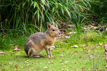 Patagonium mara (Dolichotis patagonum) sits on the grass surrounded by green vegetation.