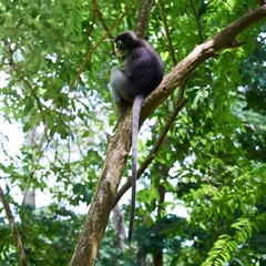 Dusky leaf monkey (Trachypithecus obscurus) on tree at Thailand Kaeng Krachan National Park, Thailand