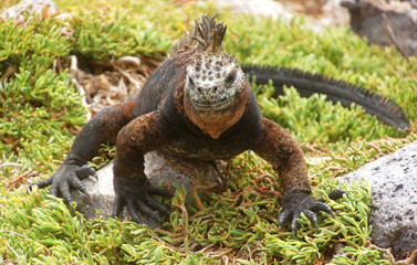 A Marine Iguana on the Galapagos Islands