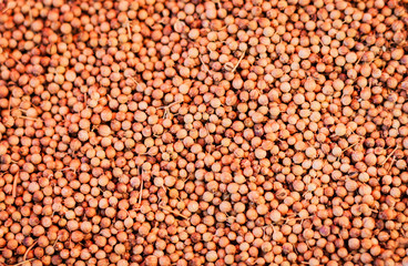 Dried coriander seeds (Coriandrum sativum) closeup background texture