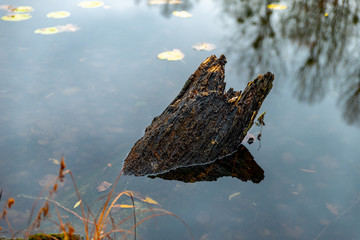Tronc d'arbre brisé dans l'eau de l'étang