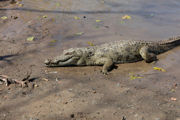 Sacred crocodile, Burkina Faso
