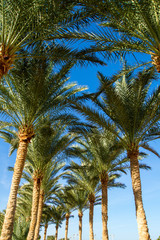 Fototapeta na wymiar palm tree alley