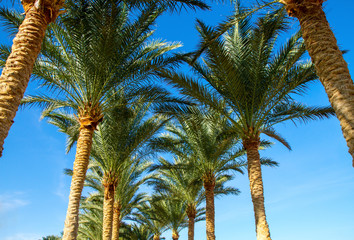 Fototapeta premium palm tree alley