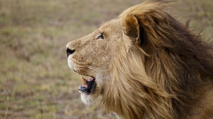 Fototapeta na wymiar Zoom sur lion bouche ouverte