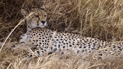 Guépard couché au sol sous un buisson