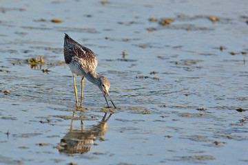 Common Greenshank (Tringa nebularia), Greece