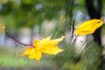 Autumn leaf of maple on wet window