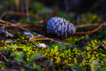 Macro image of green moss on the forest ground