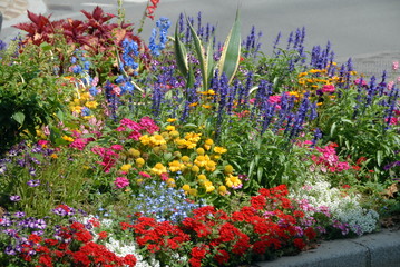 Massif de fleurs colorées rouges, mauves et jaunes, ville d'Avranches,  département de la Manche, France © Philippe Prudhomme