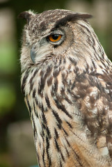 owl