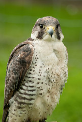 Falcon