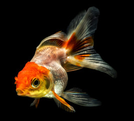 Goldfish on a black background