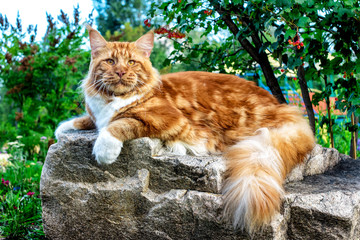 A huge red and white maine coon cat lying on the big rock in the forest on a sunny day.
