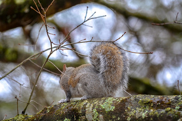 squirrel on tree