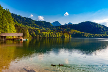 Great panoramic view of the Alpsee lake with swimming ducks & a wooden boat shed surrounded by a...