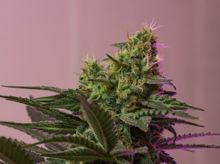 Marijuhana aus der Growbox