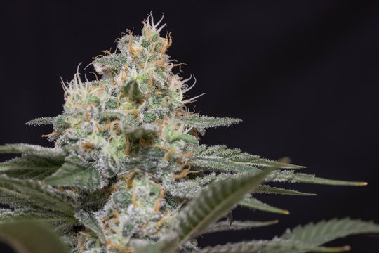 Marijuhana aus der Growbox