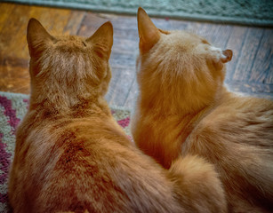 Cats watching squirrel