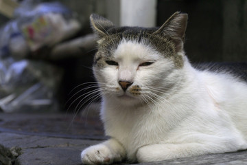 ゴミ置き場 野良猫