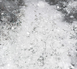 Winter forest. Landscape of winter forest on a sunny day. Snow-covered trees and Christmas trees in the forest. Branches under the snow. Bad snowy weather a cold day.