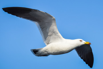 Black-Tailed gull