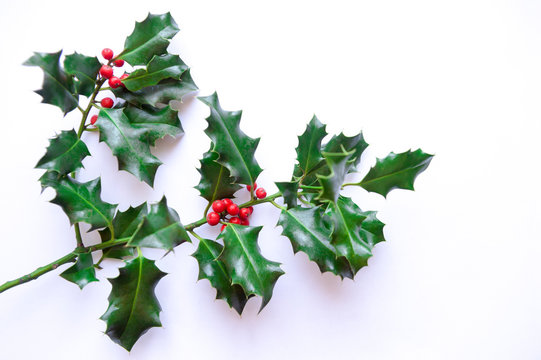 Single sprig of simple holly with bright Christmas red berries on white background