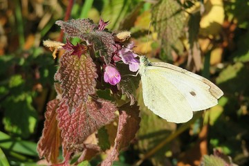 White butterfly on a lamium flower in the meadow, closeup